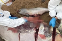 Xót xa cá heo mang thai dạt bờ chết thảm 