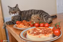 Gặp gỡ chú mèo siêu "chảnh" chỉ ăn pizza và mỳ ống 