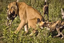 Chó hoang công kích sư tử cái đơn độc, nhận cái kết đắng