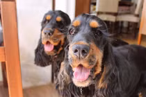 Ngẩn ngơ ngắm hai cô chó "điệu đà" có hàng mi quyến rũ nhất TG