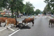 Rớt nước mắt cảnh bò không nỡ bỏ xác bạn trên đường