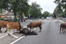 Rớt nước mắt cảnh bò không nỡ bỏ xác bạn trên đường