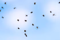 Những “quái vật” đột ngột từ trên trời rơi xuống 