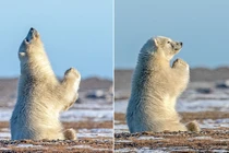 Ảnh sốc: Gấu Bắc Cực chắp tay xin ông trời?