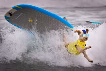 Cuộc thi lướt sóng dành cho chó cưng đầy kịch tính 