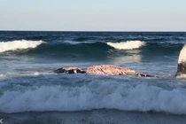 Loạt “quái thú” biển khơi xông vào bờ vì thứ mùi hấp dẫn