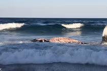 Loạt “quái thú” biển khơi xông vào bờ vì thứ mùi hấp dẫn