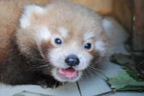 Ảnh gấu trúc đỏ cực hiếm mới chào đời ở Anh 