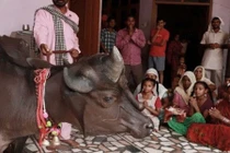 Người còn ế nặng, vậy mà chú bò này lấy được vợ rõ đẹp...