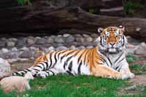 Lo sợ tranh giành lãnh thổ, hổ vằn săn giết bé trai