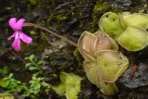 Những loài cây tàn bạo nhất vương quốc thực vật 