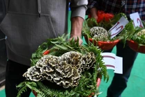 Kỳ lạ loài nấm vi khuẩn đáng sợ, có giá cực cao 