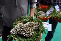 Kỳ lạ loài nấm vi khuẩn đáng sợ, có giá cực cao 