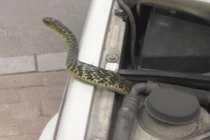 Hãi hùng rắn chui vào xe làm loạn