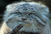 Loài mèo kỳ lạ có nhiều bộ mặt nhất thế giới