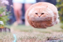 Ảnh mèo đáng yêu trong những khoảnh khắc hoàn hảo