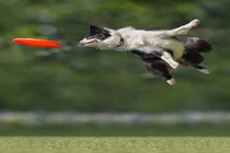 Những con chó đáng yêu và màn bay lượn siêu hài hước