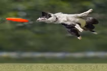 Những con chó đáng yêu và màn bay lượn siêu hài hước