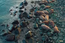 Chấn động cảnh hải mã tự sát hàng loạt