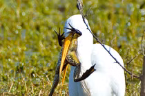 Ếch đồng gan lỳ, bị cò nuốt nửa người phản kháng ác liệt