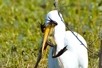 Ếch đồng gan lỳ, bị cò nuốt nửa người phản kháng ác liệt