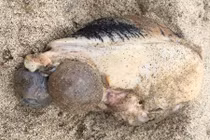 Phát hiện sinh vật biển kỳ bí có tinh hoàn khổng lồ gây sốc