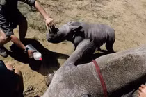 Tê giác con hùng hổ chiến đấu với bác sĩ bảo vệ mẹ