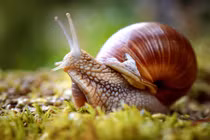 Cận cảnh ốc sên đẻ trứng siêu nhiều gây choáng váng