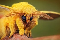 Điểm danh những "hot boy, hot girl" thế giới động vật nhỏ