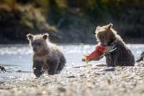 Khoảnh khắc ngoạn mục chị em gấu nâu học bắt cá 