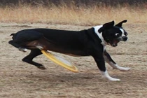 Những con chó "ngố tàu" và trò lố không kịp hối hận