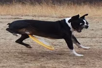 Những con chó "ngố tàu" và trò lố không kịp hối hận