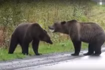 Cãi nhau dữ dội, gấu nâu khổng lồ kịch chiến giữa đường