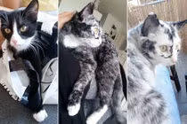 Kỳ quặc mèo đen bị bạch biến, đổi màu lông mỗi ngày