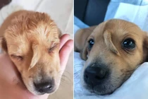 Chú chó kỳ lân mọc đuôi trên đầu ai cũng "cuồng" vì dễ thương