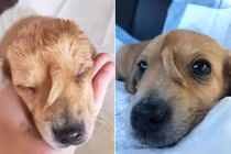 Chú chó kỳ lân mọc đuôi trên đầu ai cũng "cuồng" vì dễ thương