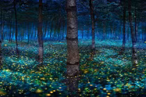 Vũ điệu đom đóm khiến ai xem cũng choáng ngợp