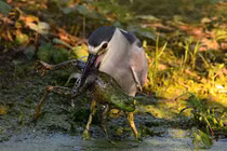 Rợn người khoảnh khắc diệc đêm giết chết ếch 