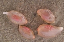 Giải mã những quả trứng bí ẩn khiến khoa học đau đầu 