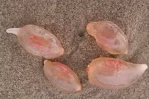 Giải mã những quả trứng bí ẩn khiến khoa học đau đầu 