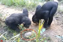 Chết cười tinh tinh ngỗ nghịch trêu chọc rùa nhỏ