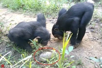 Chết cười tinh tinh ngỗ nghịch trêu chọc rùa nhỏ