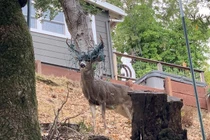 Độc đáo chú hươu kỳ lạ "trang trí" sừng gạc đón Giáng sinh