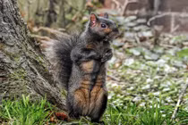 Sóc đen khoe bụng sáu múi khiến nhiếp ảnh gia choáng váng