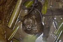 Cận cảnh giải cứu báo đốm mắc kẹt dưới giếng 