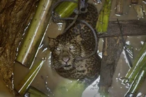 Cận cảnh giải cứu báo đốm mắc kẹt dưới giếng 