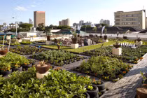 Trồng rau trên các toà nhà chọc trời: Chẳng cần đất vẫn tốt xanh um
