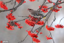 Ngỡ ngàng chim sẻ tụ tập ăn quả mọng đẹp như tranh vẽ 