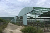Trại chăn nuôi bò 5000 tỉ đồng lớn nhất miền Trung tan hoang sau 3 năm