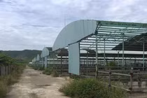 Trại chăn nuôi bò 5000 tỉ đồng lớn nhất miền Trung tan hoang sau 3 năm